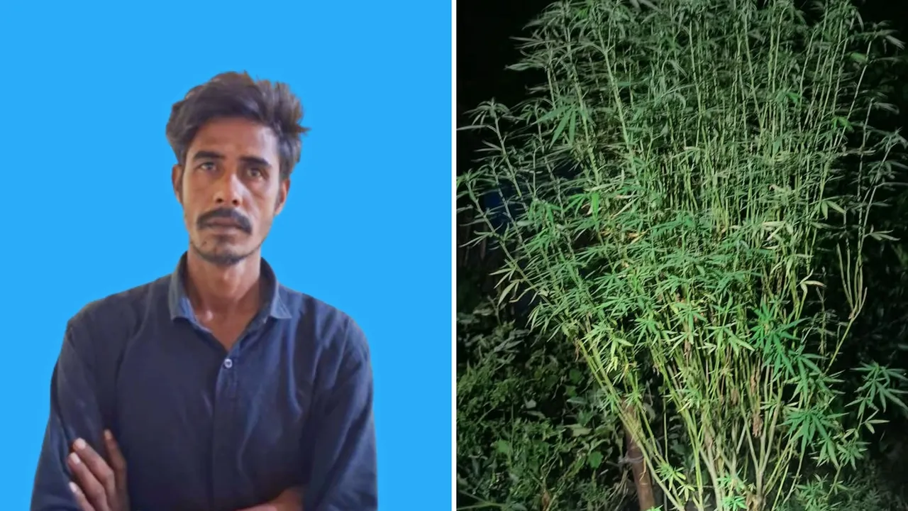 নলডাঙ্গায় গাঁজার গাছসহ মাদককারবারি গ্রেফতার