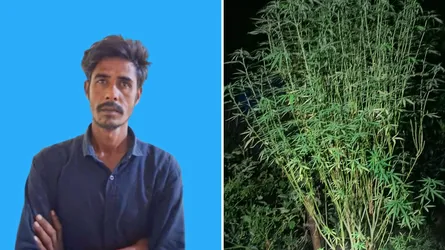 নলডাঙ্গায় গাঁজার গাছসহ মাদককারবারি গ্রেফতার