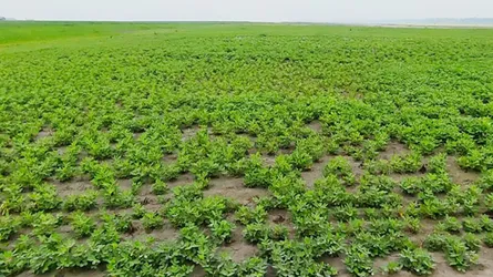 ঝালকাঠির কৃষকদের বাদাম চাষে আগ্রহ বাড়ছে