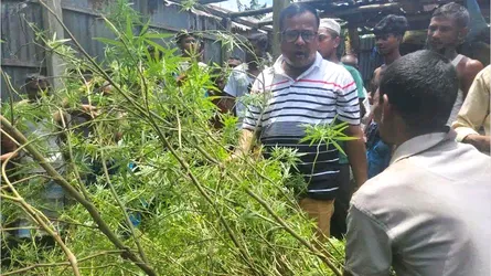 সাদুল্লাপুরে বাড়ির আঙিনায় গাঁজা চাষের অভিযোগ, গ্রেফতার ১