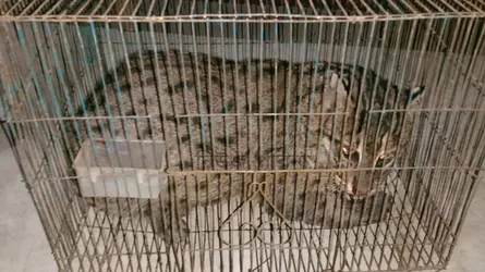 আটঘরিয়ায় মেছোবাঘ আটক