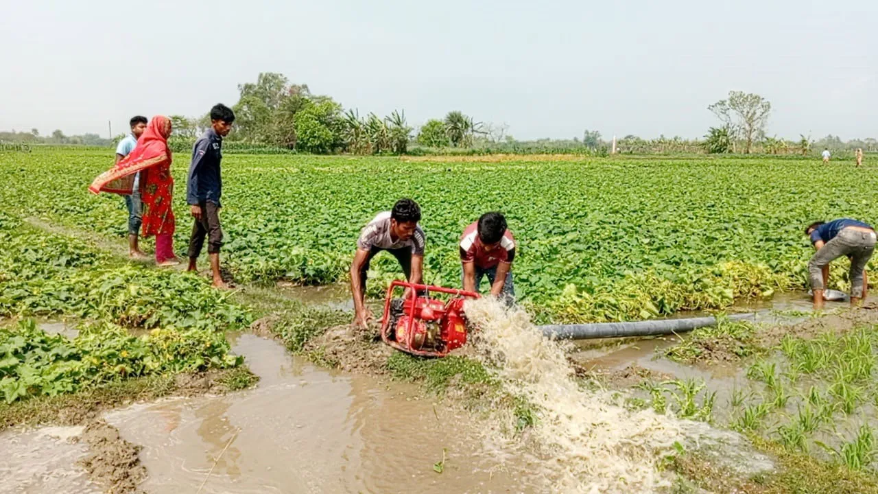 অসময়ের বৃষ্টিতে পাঁচবিবিতে ফলের ব্যাপক ক্ষতি