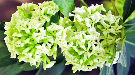 মিষ্টি ঘ্রাণ ছাতিম ফুল