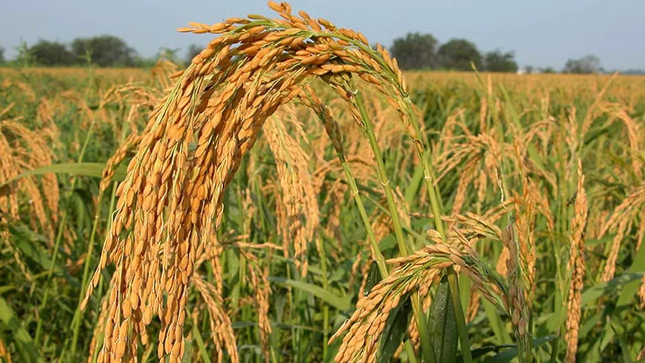 বছরে ৪ লাখ টন ধানের অপচয়