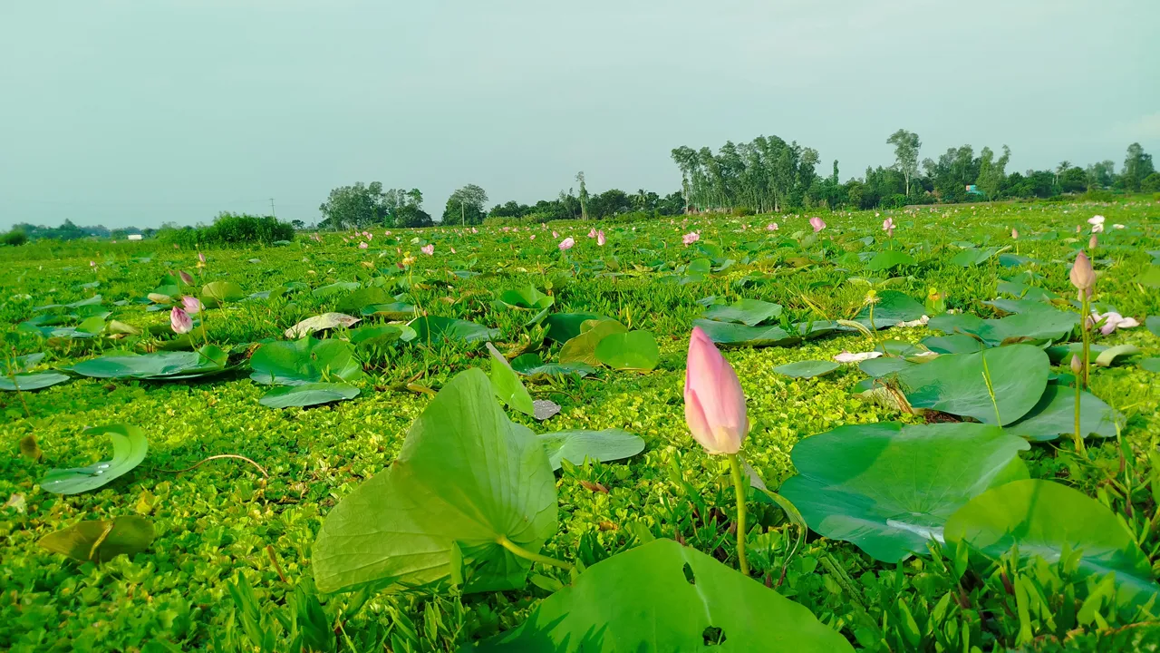 পদ্মফুলে অপরূপ তাড়াশের বাঘমারা বিল