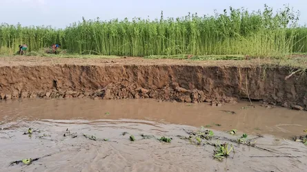 রাজবাড়ীর দেবগ্রামে পদ্মা নদীর ভাঙন শুরু