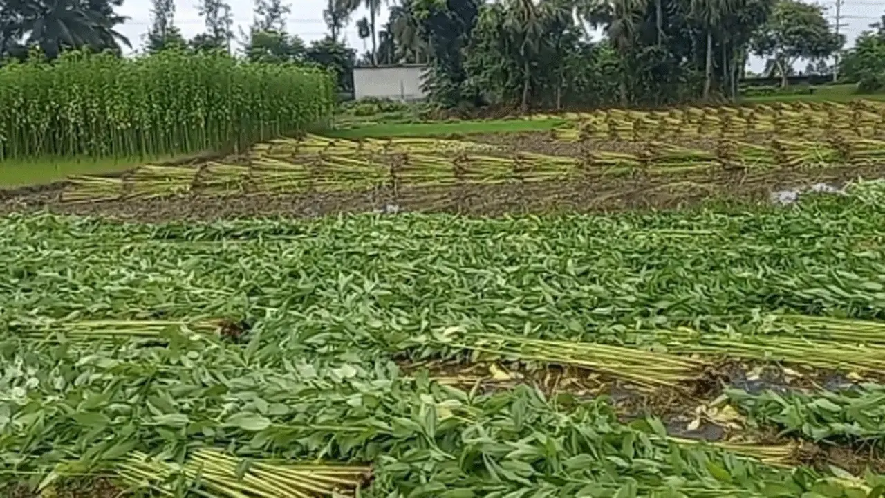 পাইকগাছায় পাটের বাম্পার ফলন ও দামে খুশী চাষিরা
