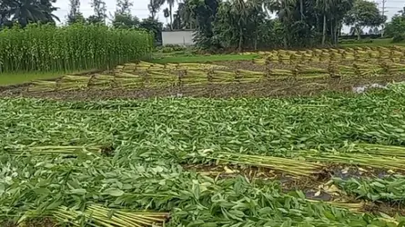 পাইকগাছায় পাটের বাম্পার ফলন ও দামে খুশী চাষিরা