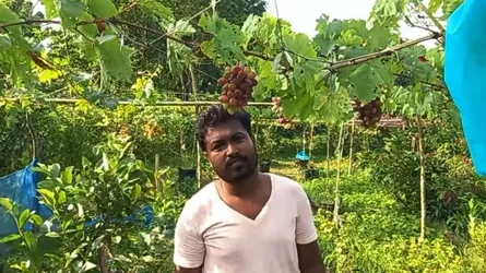 সুন্দরবনের উপকূলে লবনাক্ত মাটিতে আঙ্গুর চাষের সম্ভাবনা