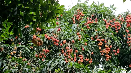 মঙ্গলবাড়িয়ার লিচু কিনতে ক্রেতার ঢল, ১২ কোটি টাকা বিক্রির সম্ভাবনা