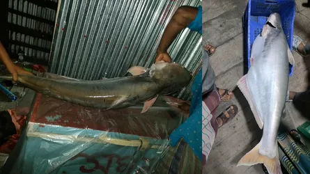 জেলের বড়শিতে সাড়ে ২৩ কেজির পাঙ্গাস, সাড়ে ২৩ হাজারে বিক্রি