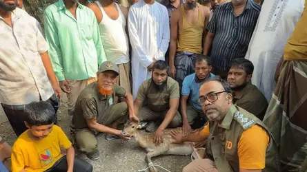 পাথরঘাটায় লোকালয় থেকে মায়া হরিণ উদ্ধার