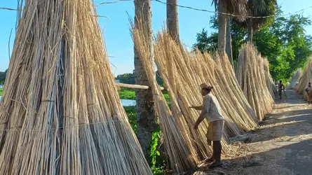 মুকসুদপুরে ফেলনা পাটকাঠি এখন আয়ের উৎস