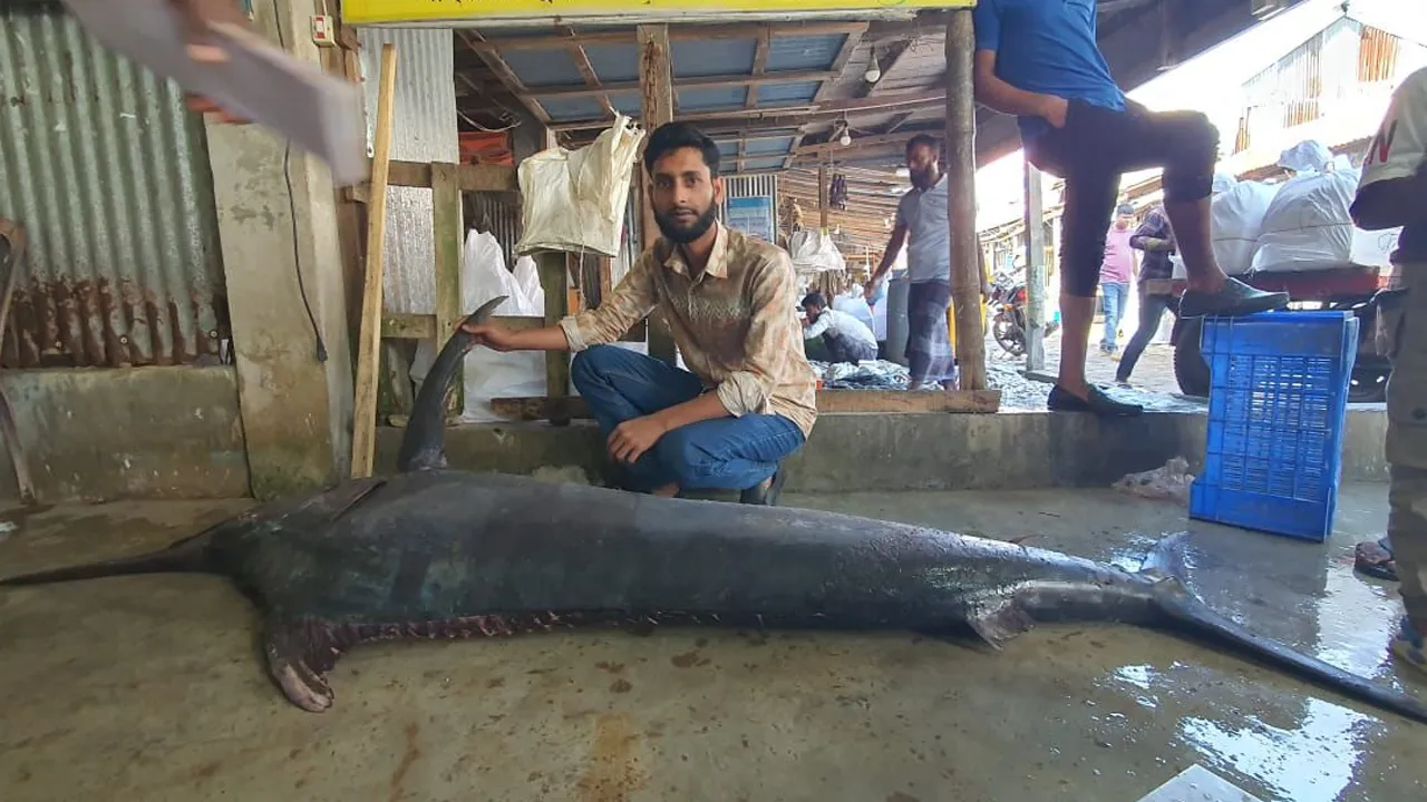কুয়াকাটায় জেলের জালে ৮০ কেজির ‘পাখি মাছ’