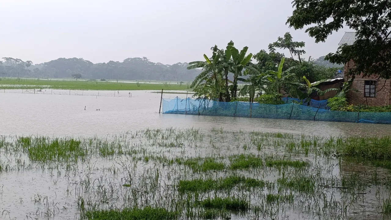 টানা বৃষ্টিতে পটুয়াখালীর নিম্নাঞ্চল প্লাবিত
