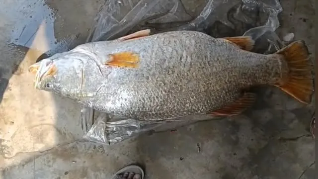 কুয়াকাটায় জেলের জালে ধরা পড়ল ২৩ কেজির বড় কোরাল