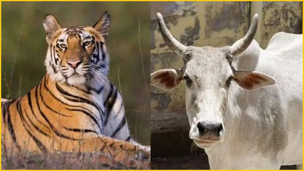 ভারতীয় সংসদে বাঘের বদলে গরুকে জাতীয় পশুর করার আবেদন