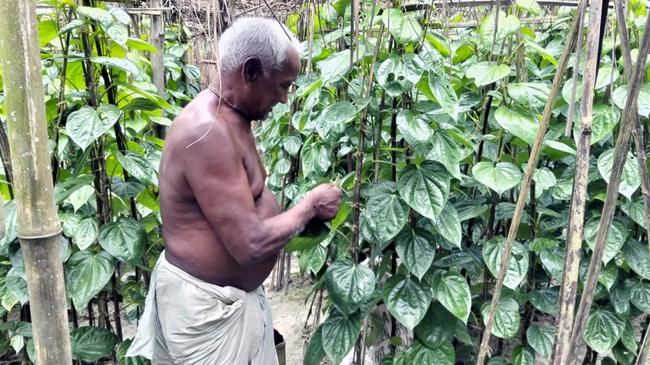 ফুলবাড়ীতে পান চাষে আগ্রহী কৃষকরা, ভ্রুক্ষেপ নেই কৃষি অফিসের
