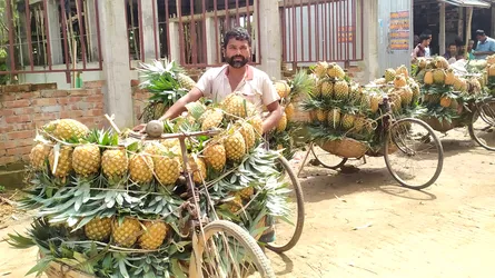 মধুপুরে মৌসুমি আনারসে ভরপুর, কৃষকের মুখে হাসি
