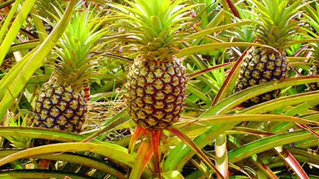 পাকিস্তানে রফতানি হবে বাংলাদেশের আনারস