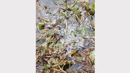 শাহরাস্তিতে বকুলতলা দিঘীতে বিষ প্রয়োগ, কোটি টাকার ক্ষতি