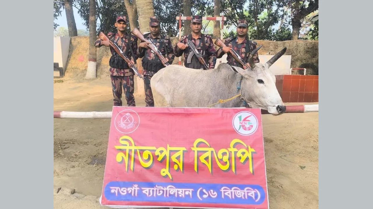 পোরশা সীমান্তে ভারতীয় গরু আটক
