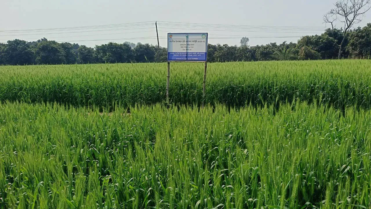 পোরশায় বেড়েছে গম চাষ, বাম্পার ফলনের সম্ভাবনা