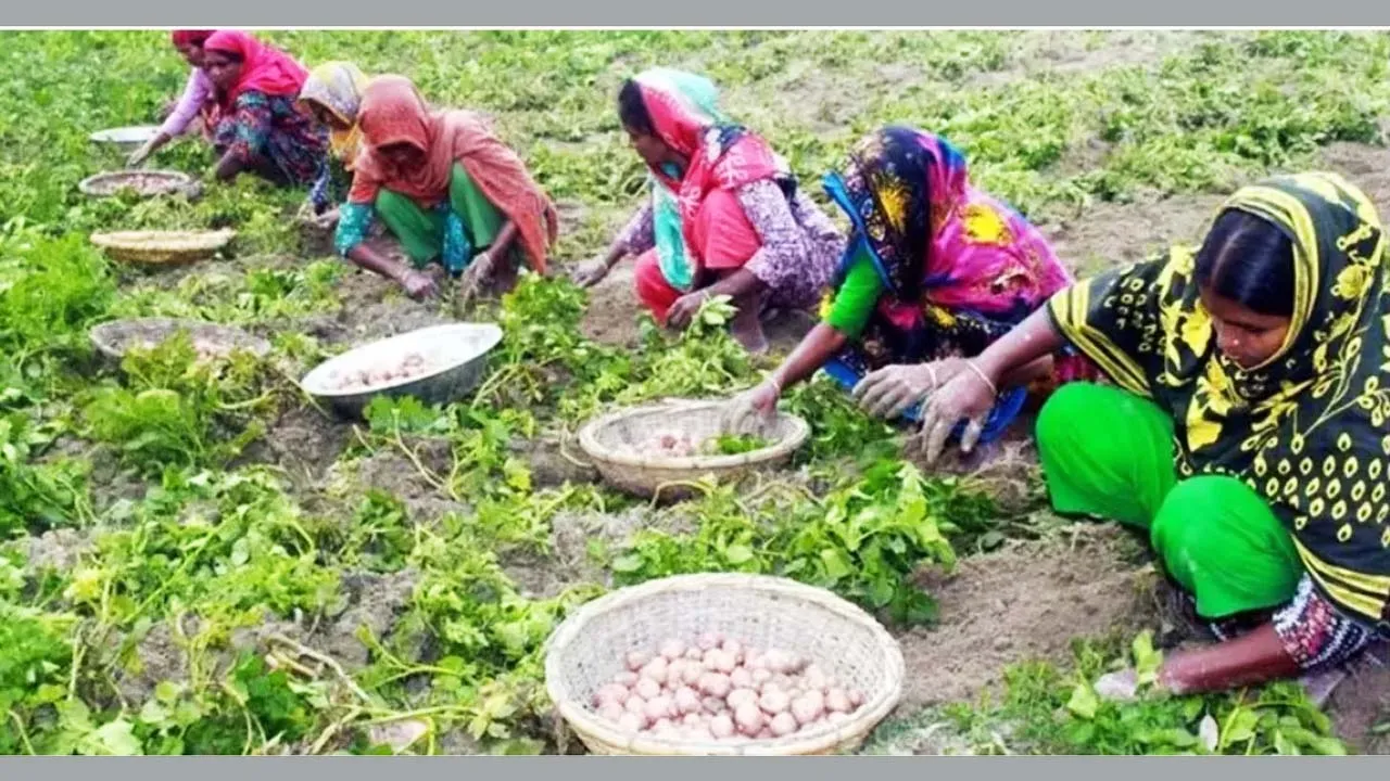 ভরা মৌসুমেও চাষির আলু নিয়ে দুশ্চিন্তা