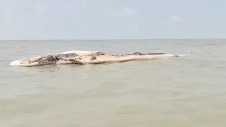 কুয়াকাটা সৈকতে ভেসে এলো ৫৮ ফুট দৈর্ঘ্যের মৃত তিমি