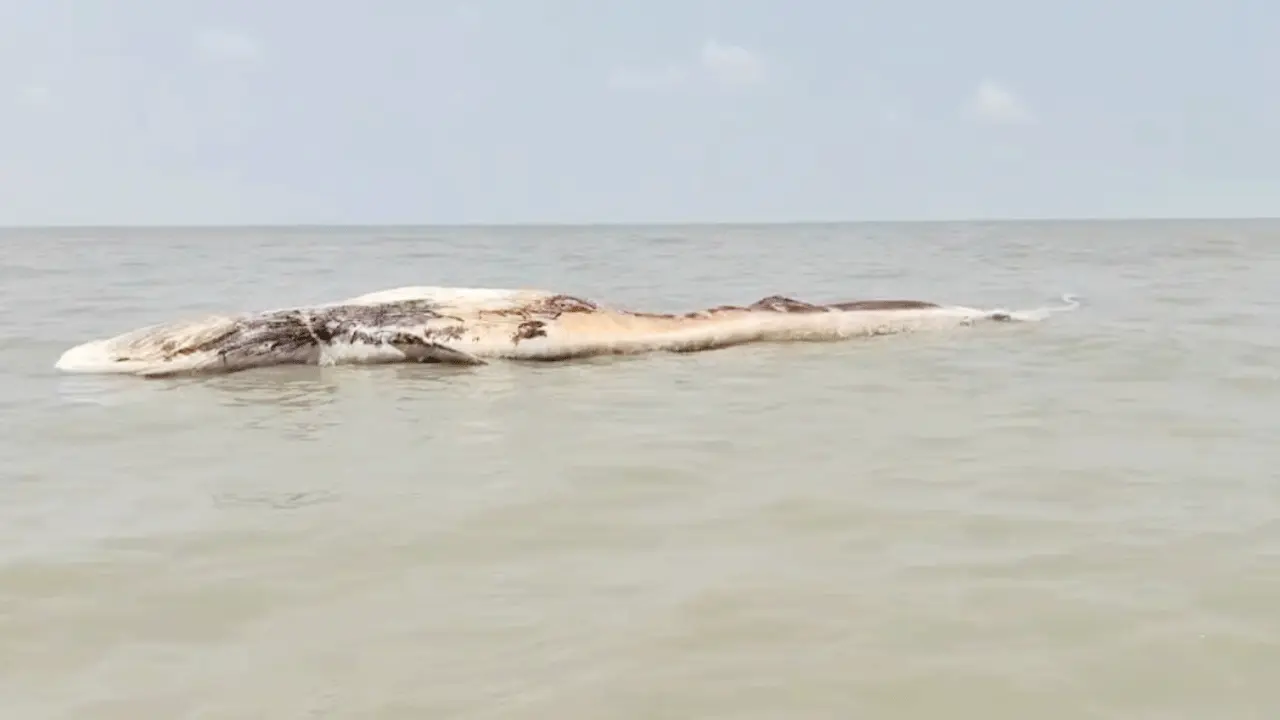 কুয়াকাটা সৈকতে ভেসে এলো ৫৮ ফুট দৈর্ঘ্যের মৃত তিমি
