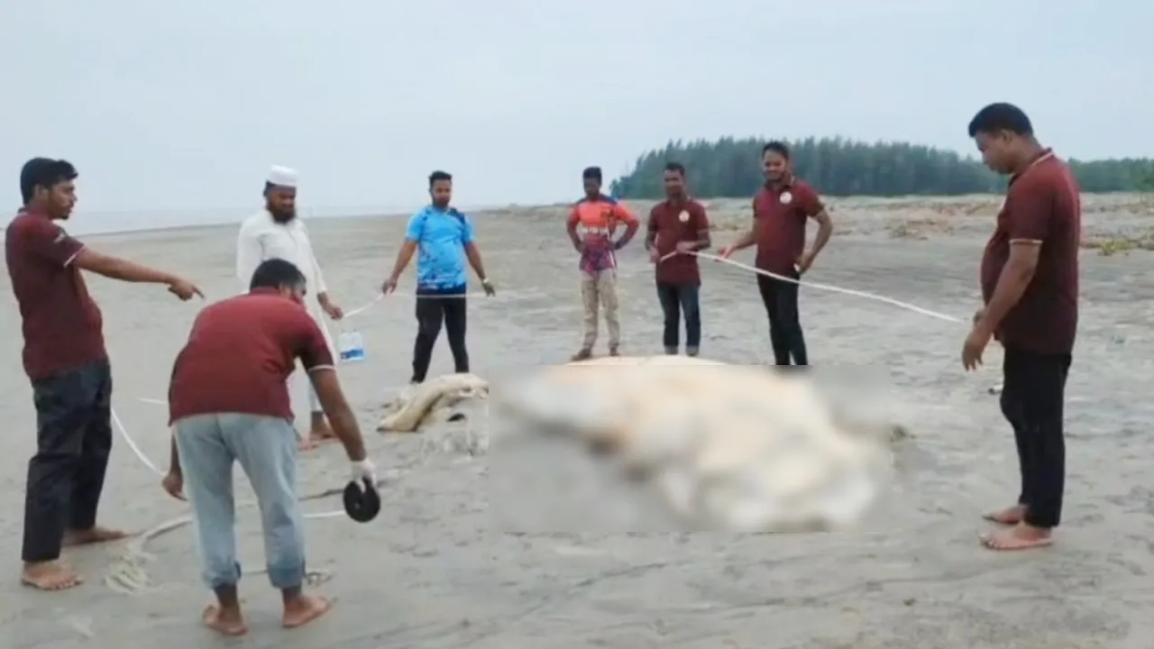 বঙ্গোপসাগর থেকে কুয়াকাটার তীরে ভেসে এলো মৃত তিমি