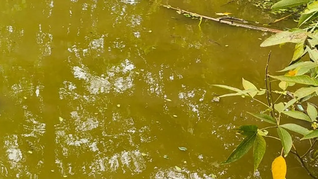 কুমিল্লায় পুকুর থেকে বৃদ্ধার লাশ উদ্ধার