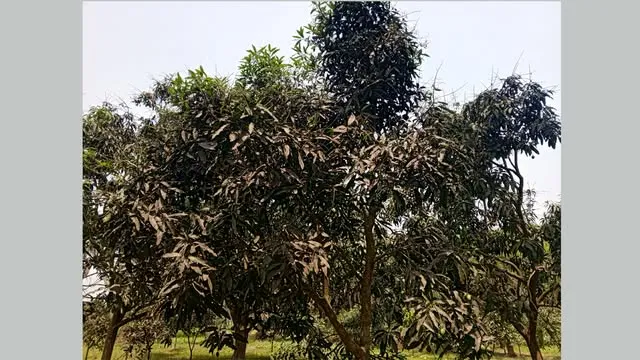 এক পায়ে দাঁড়িয়ে ফল শূন্য আম গাছ
