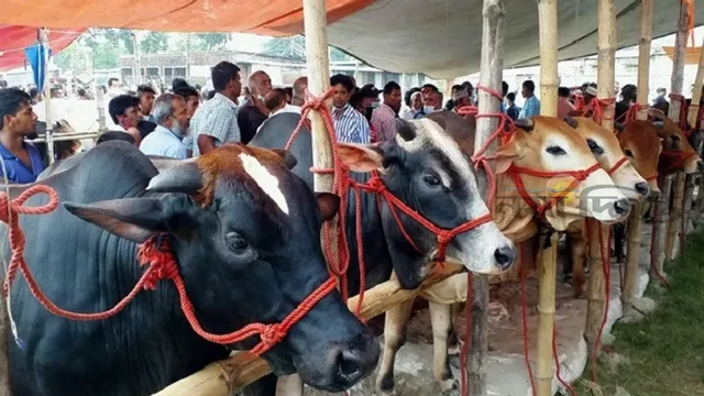 দেশে চাহিদার চেয়ে ২২ লাখের বেশি পশু উদ্বৃত্ত আছে