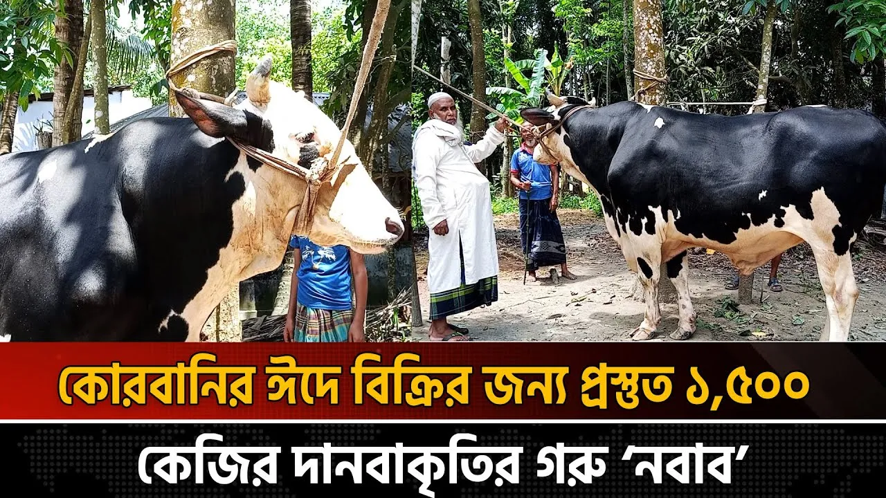 বিক্রির জন্য প্রস্তুত ১,৫০০ কেজির দানবাকৃতির গরু ‘নবাব’