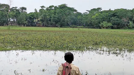 মির্জাগঞ্জে বৃষ্টিতে মুগডালের ক্ষতি, কৃষকের কপালে চিন্তার ভাঁজ