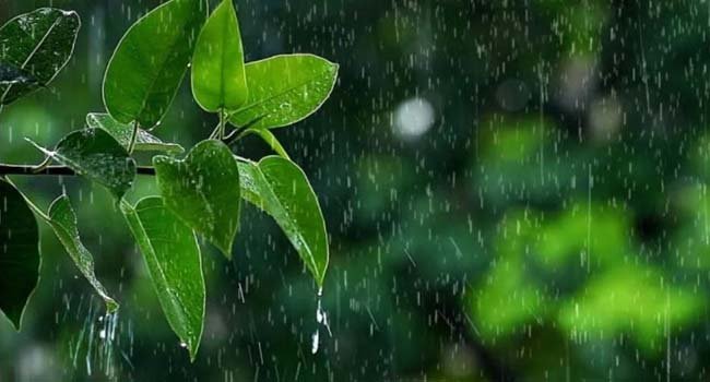 Rain