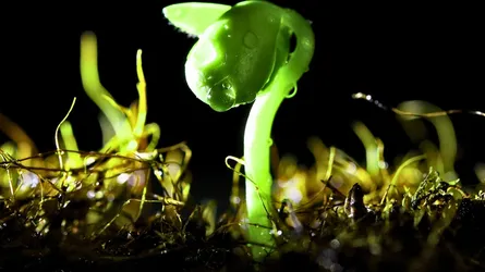 মেঘের গর্ভে বৃষ্টির বীজ, মাটির ক্ষুদ্র জীবাণুর অবিশ্বাস্য ‘ম্যাজিক’