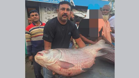 দৌলতদিয়ায় ৭৩,৫০০ টাকায় বিক্রি ৩৫ কেজির কাতলা মাছ