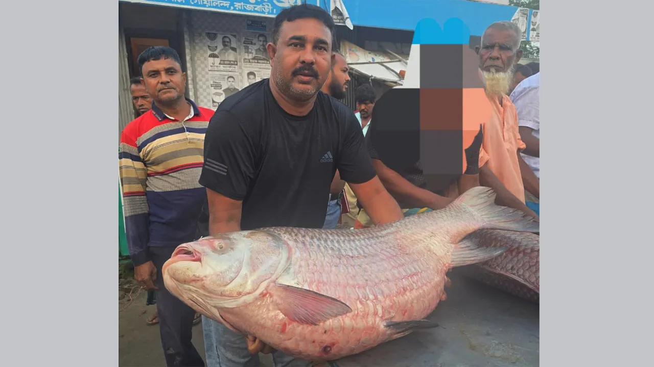 দৌলতদিয়ায় ৭৩,৫০০ টাকায় বিক্রি ৩৫ কেজির কাতলা মাছ