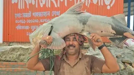 পদ্মায় জেলের জালে ৩৫ কেজির বিপন্ন বাঘাইর