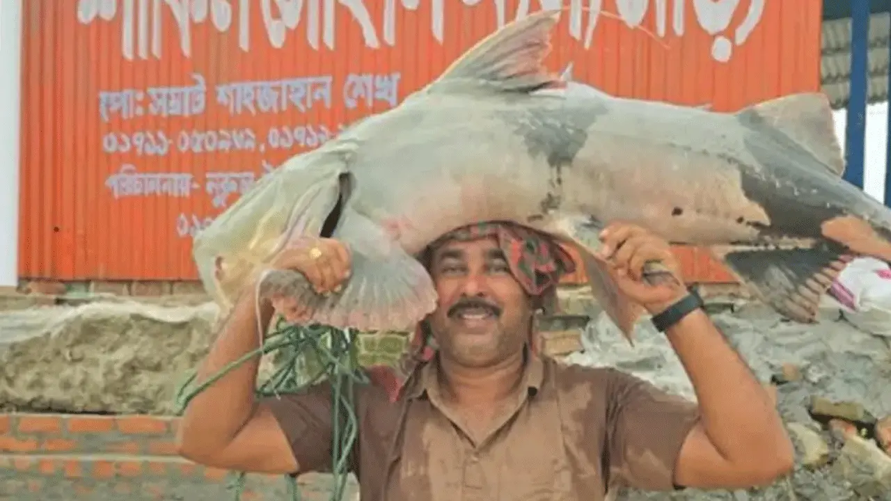 পদ্মায় জেলের জালে ৩৫ কেজির বিপন্ন বাঘাইর