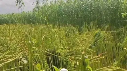রাজবাড়ীতে পেঁয়াজখেত নষ্টের পর রাতের আঁধারে কৃষকের পাটখেত বিনষ্ট