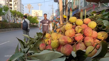 রাজশাহীর বাজারে আসতে শুরু করেছে লিচু