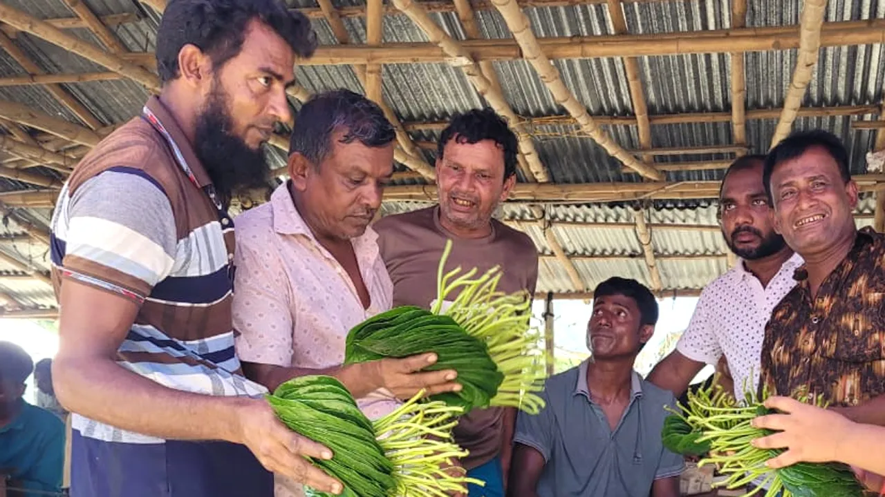 টানা বৃষ্টিতে ক্ষতি, দুশ্চিন্তায় রাজশাহীর পানচাষিরা