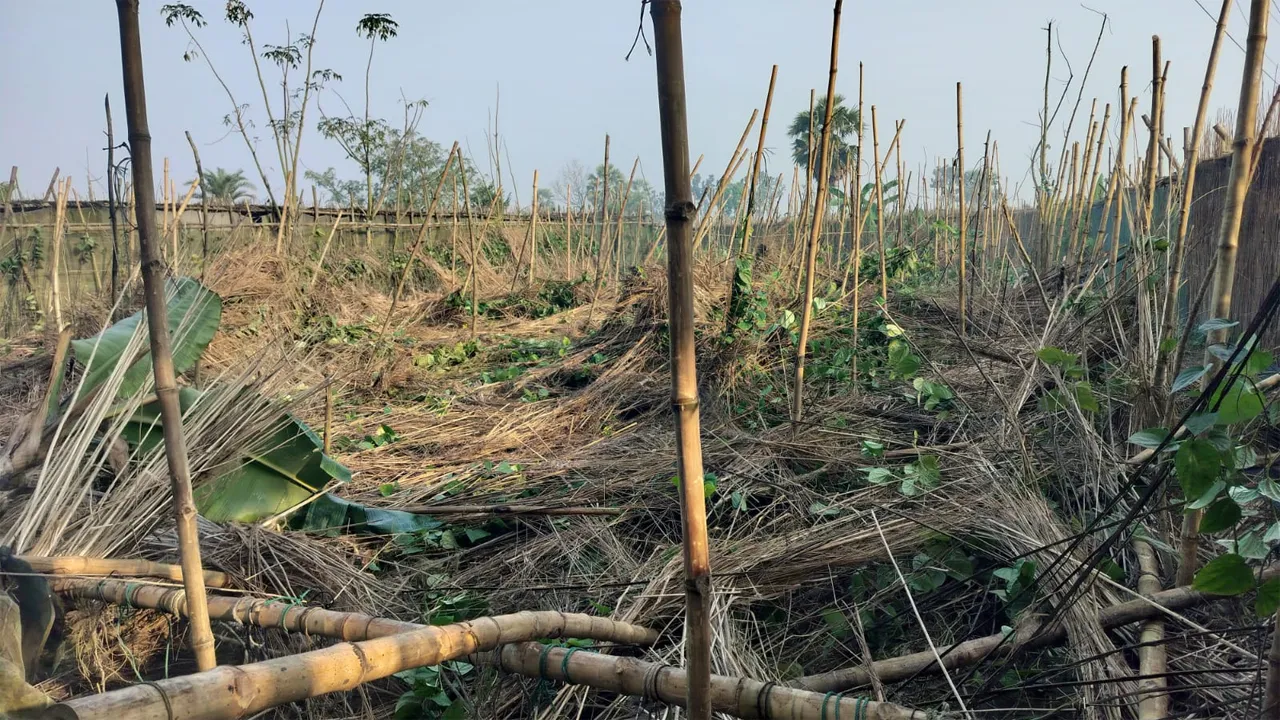 দুর্গাপুরে কৃষকের পানবরজ ভাঙচুর