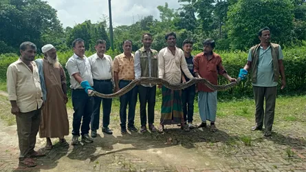 রামুতে লোকালয় থেকে ১৫ ফুট লম্বা অজগর সাপ উদ্ধার
