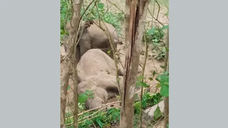 দীর্ঘ চিকিৎসার পরও বাঁচানো গেল না বন্যহাতিটি
