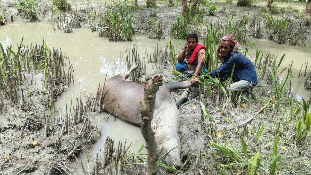 রাঙ্গাবালীতে বিষ প্রয়োগ করে মাছ শিকার, গবাদিপশুর মৃত্যু