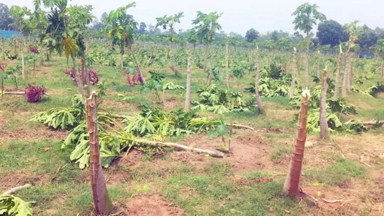 ঝড় ও শিলাবৃষ্টি রংপুর অঞ্চলে ফসলের ব্যাপক ক্ষতি, দিশেহারা কৃষক